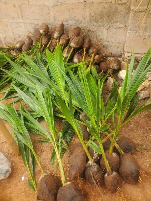 malaysia supergene coconut seedling