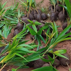 malaysia supergene coconut seedling