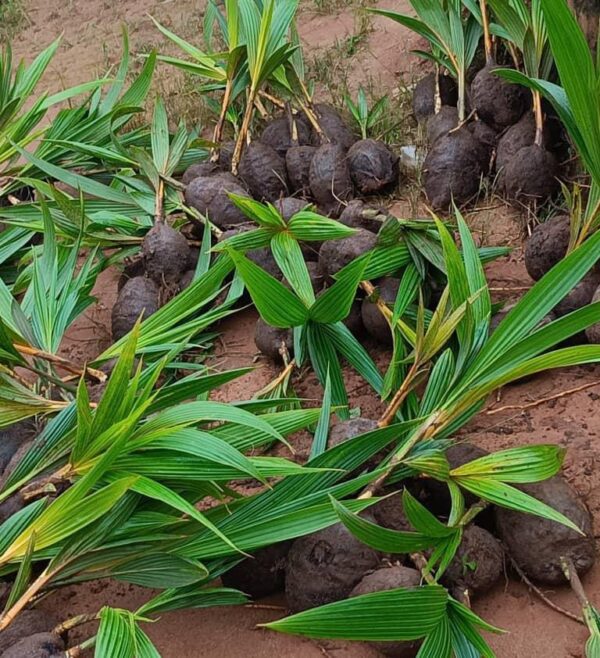 malaysia supergene coconut seedling