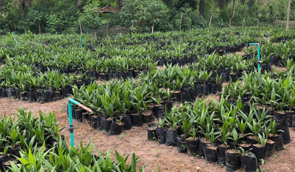 malaysia supergene oil palm seedling